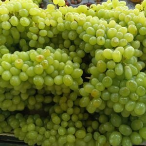 Seedless grapes