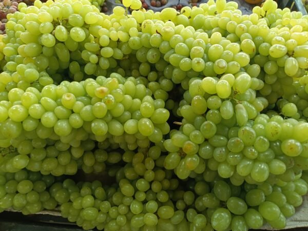 Seedless grapes