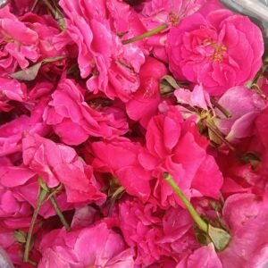 Pannir rose