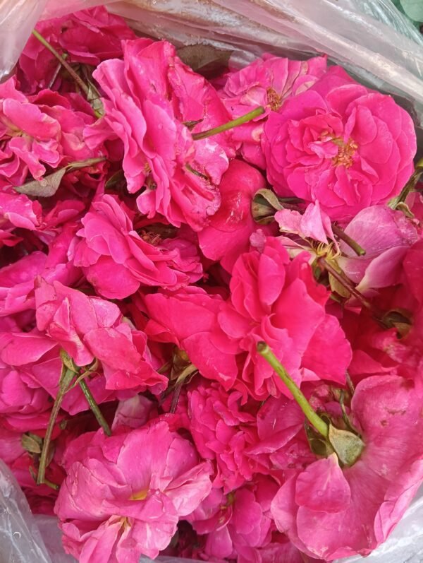 Pannir rose