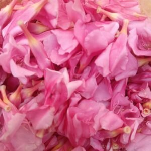 Arali flowers