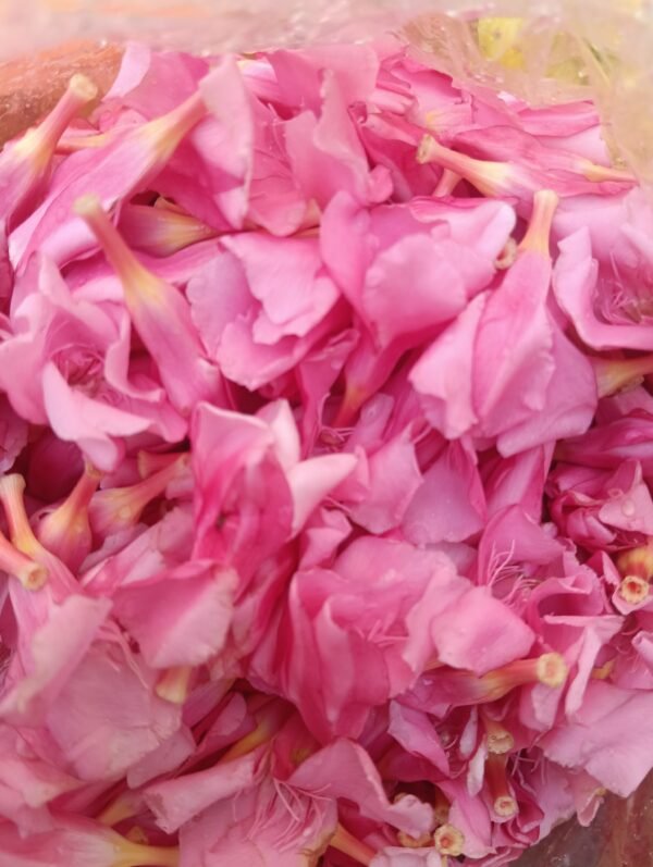 Arali flowers