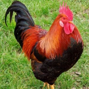 Country chicken with skin 1kg